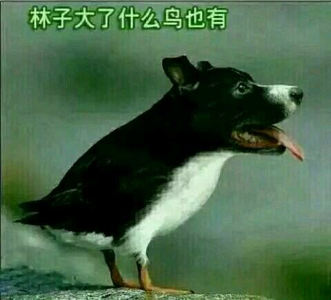 恭喜你获得诺贝尔装b奖